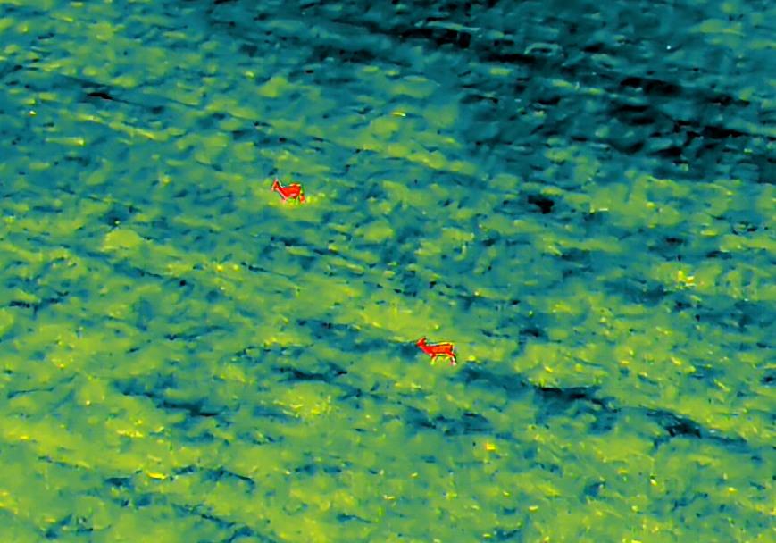 Ukázka sčítání zvěře termovizí